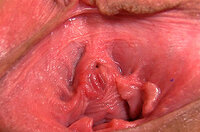 Try Gapemypussy.com Free s1